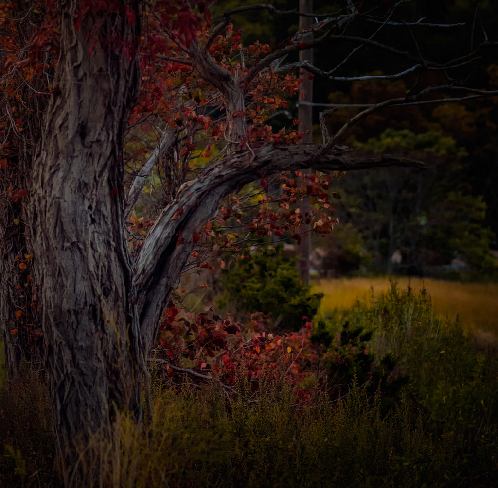 Myself, the Policeman and autumn